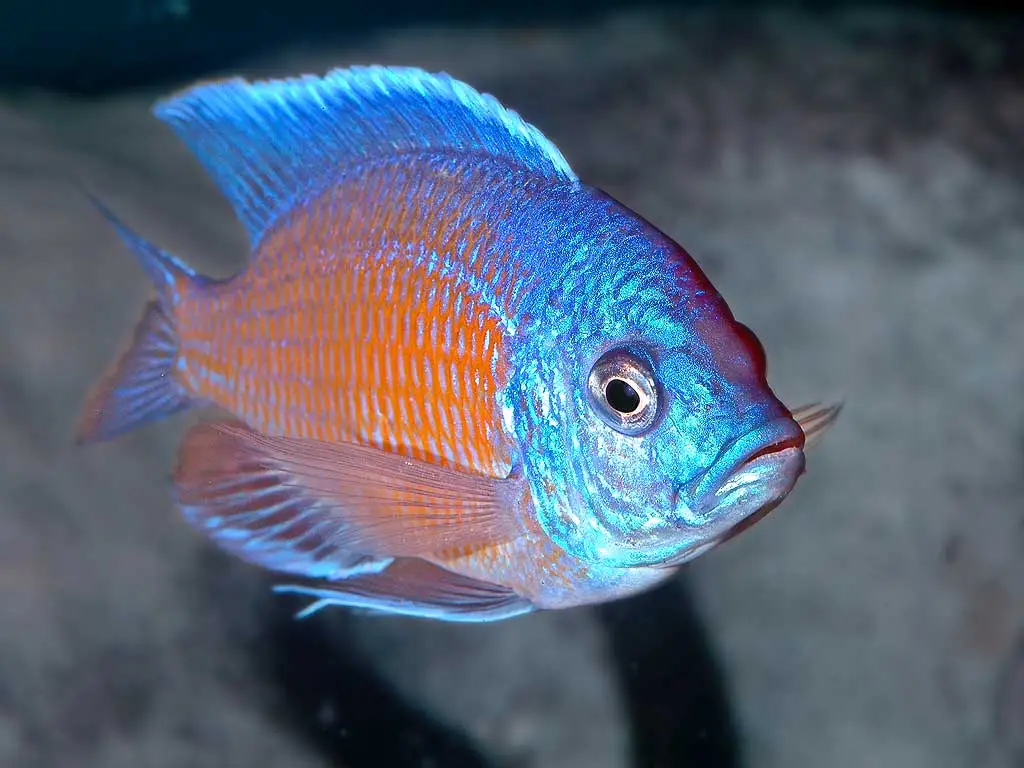 Rød Kadango Cichlide (Copadichromis borleyi)